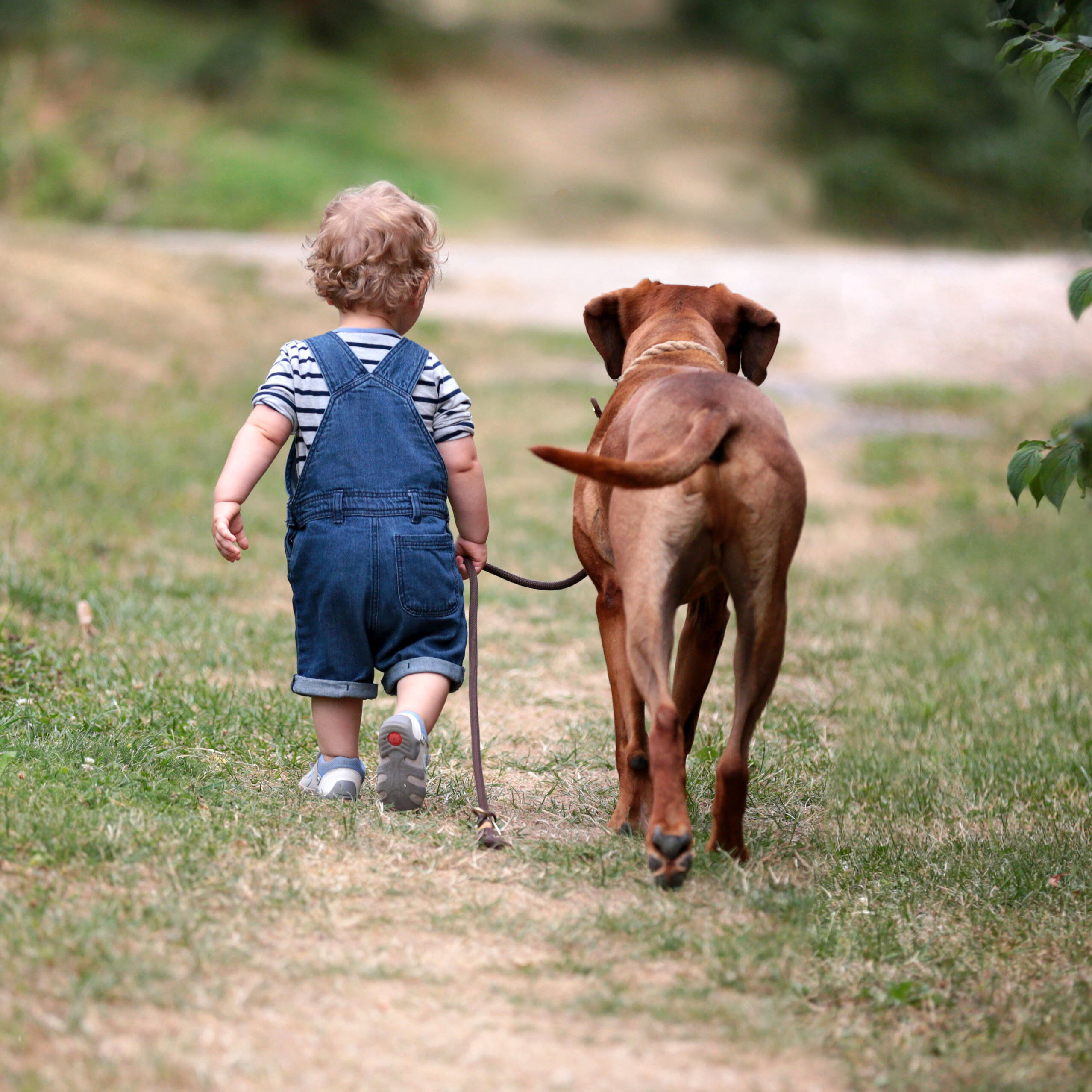 DZRR Die Deutsche Züchtergemeinschaft Rhodesian Ridgeback e.V.
