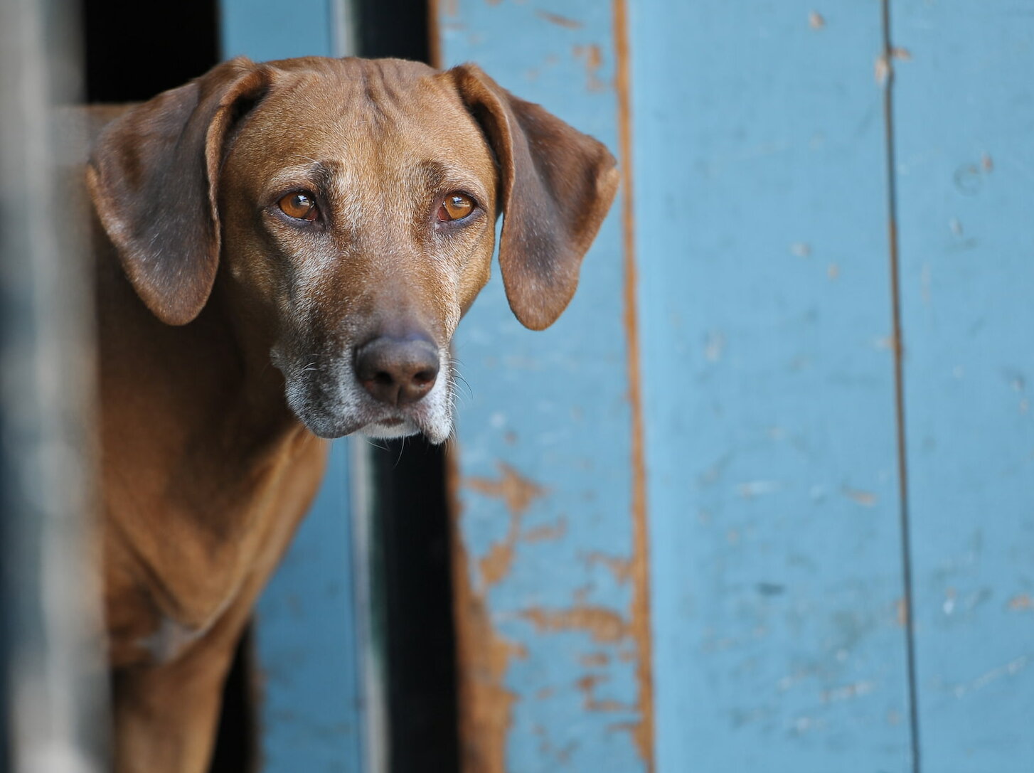 DZRR Die Deutsche Züchtergemeinschaft Rhodesian Ridgeback e.V.